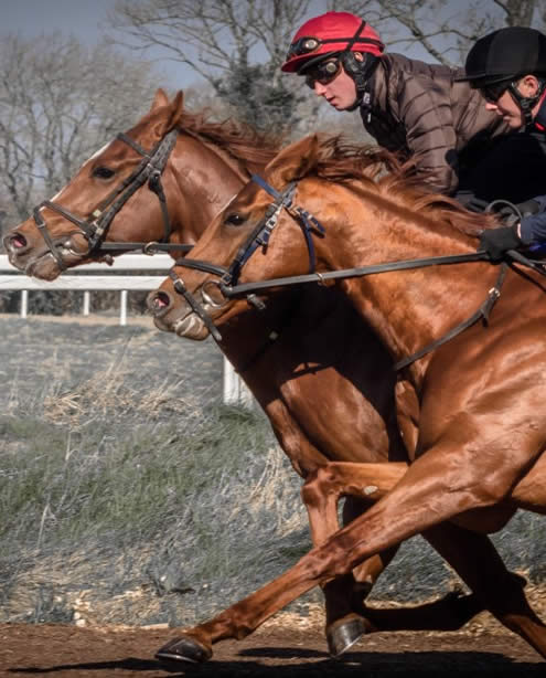 gaelic thoroughbreds