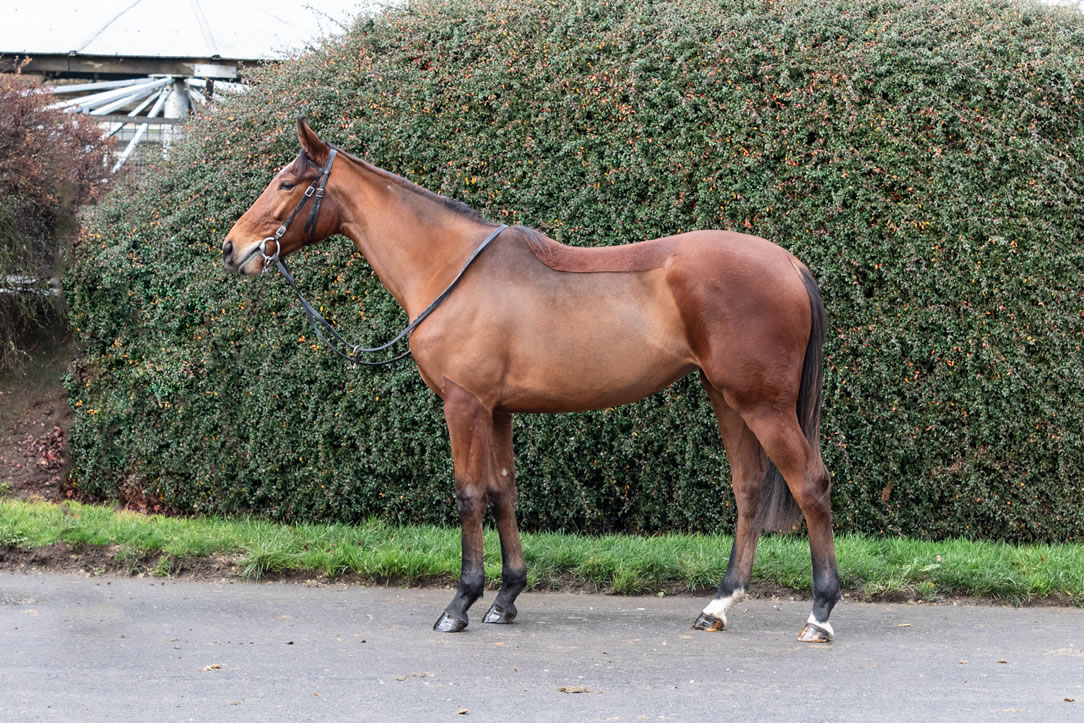 ravens pass filly