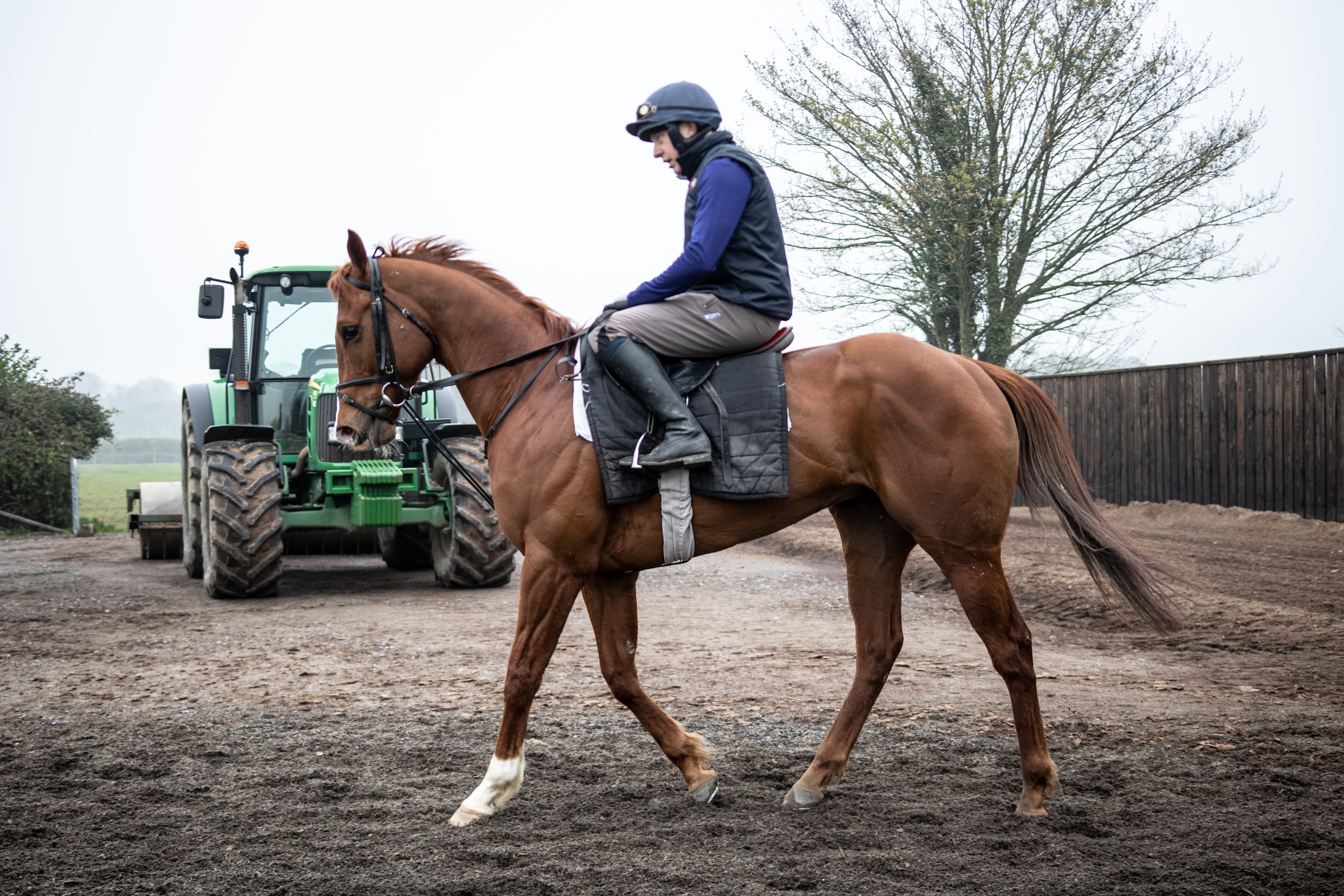 Medicine Jack Gallops